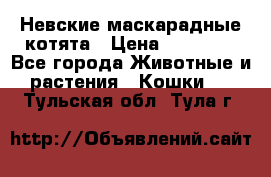 Невские маскарадные котята › Цена ­ 20 000 - Все города Животные и растения » Кошки   . Тульская обл.,Тула г.